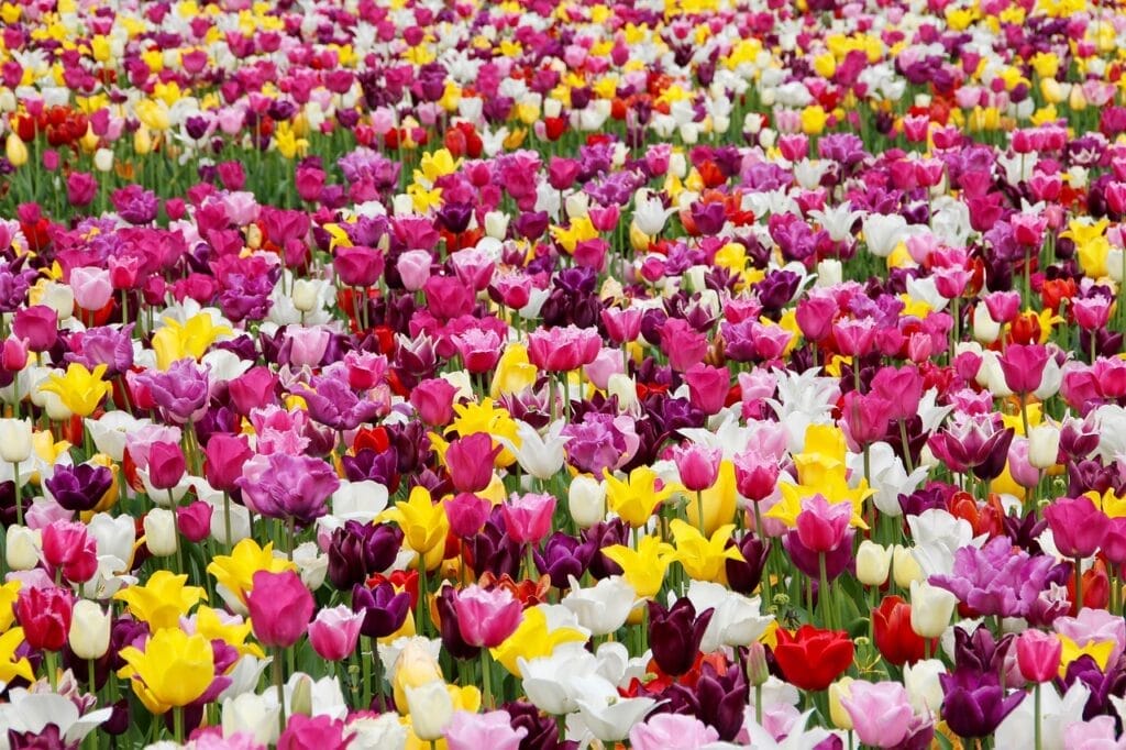 Les champs de tulipes en fleurs au printemps sont un spectacle à ne pas manquer
